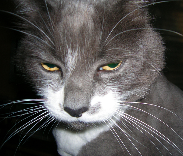 Don't Mess With Punky