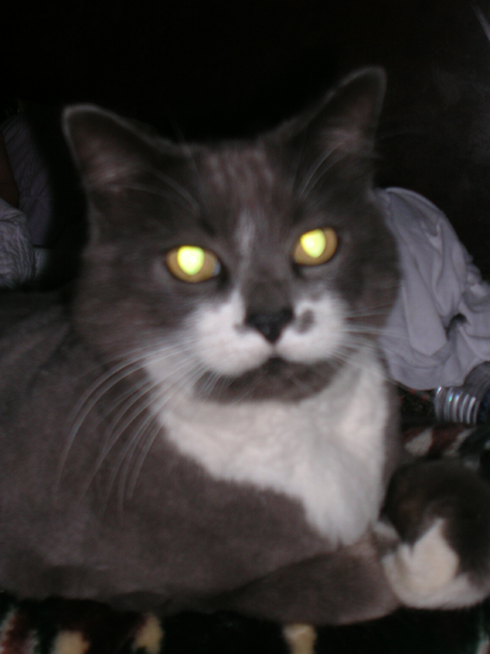 Punky Loves You