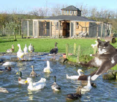 Punky at Gaggle