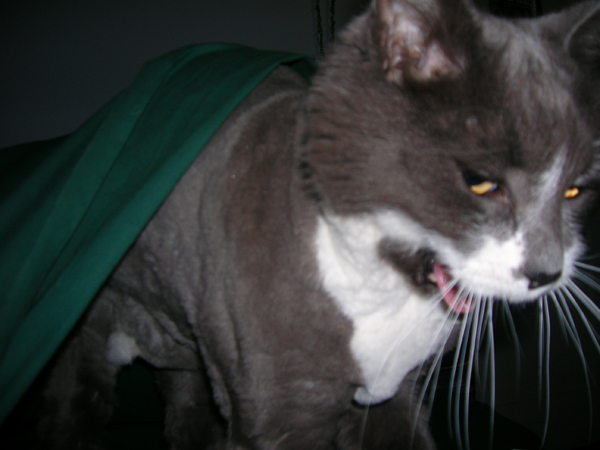 Punky Loves You