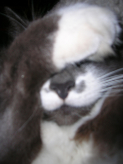 Punky Loves You