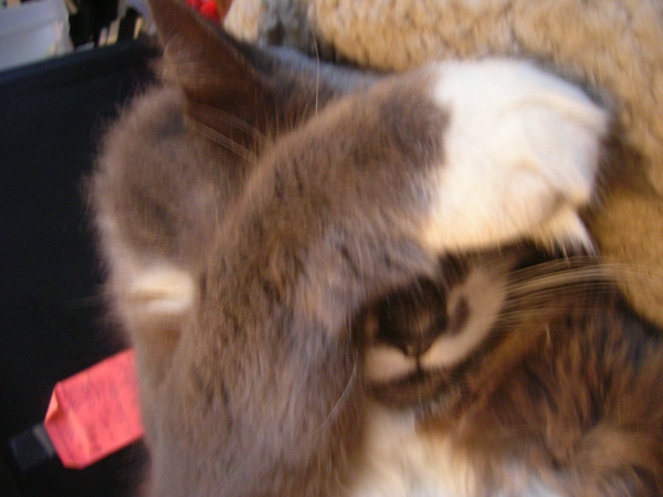Punky Loves You