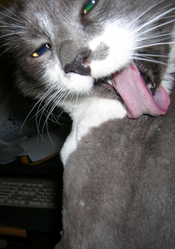 Punky Loves You