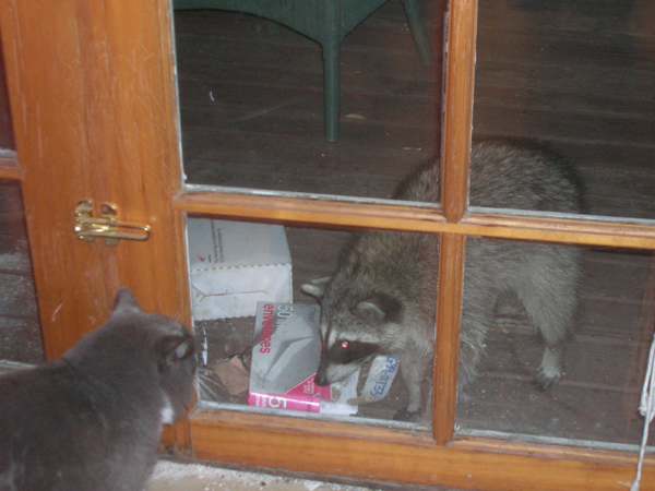 Punky Meets Raccoon