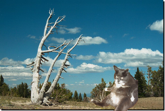 Punky in the Mountains