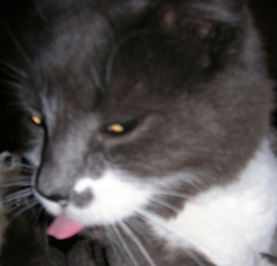 Punky Loves You