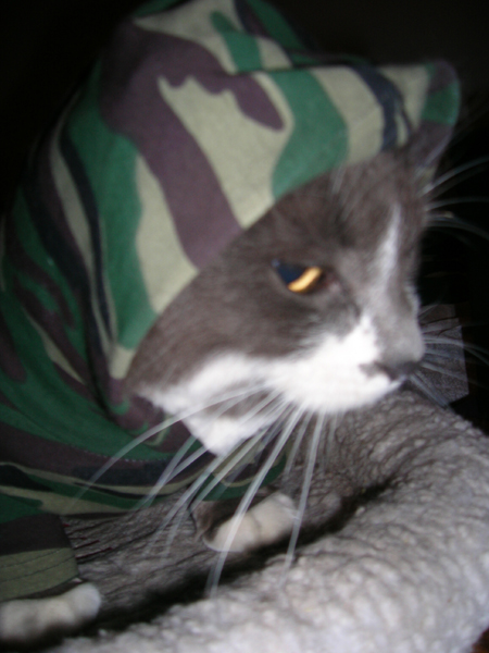 Punky Loves You